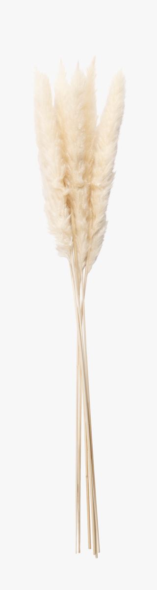 Hemtex | Pampas Small Torkat Gräs Offwhite - 70 Cm
