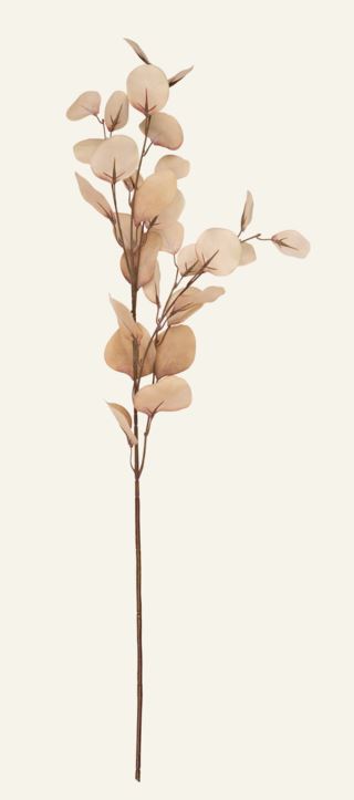 Eucalyptus big kvist sand