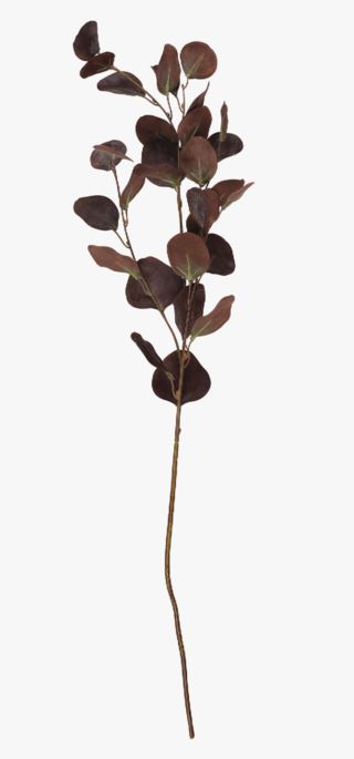 hemtex Eucalyptus big kvist mörkbrun