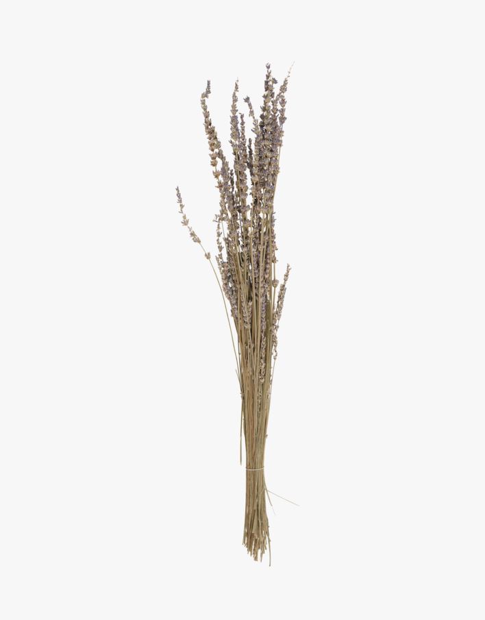 Torkat gräs lavendel - 60 cm lavendel - 1