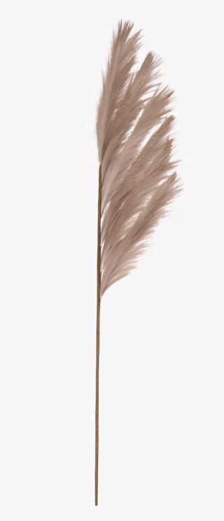Hemtex | Pampas Grass Blommor Beige - 120 Cm