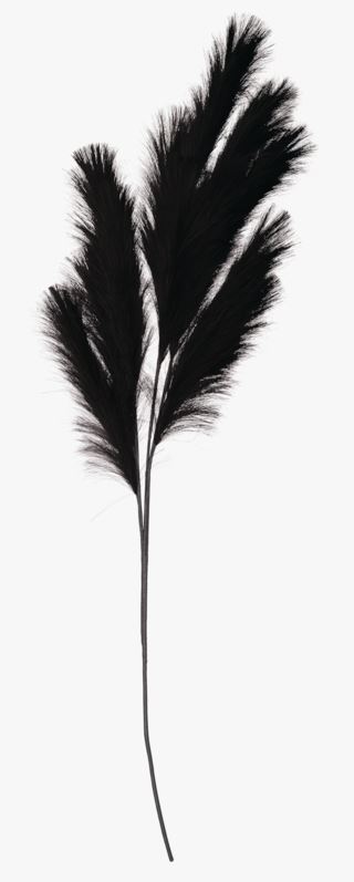 Hemtex | Pampas Grass Blommor Svart - 120 Cm
