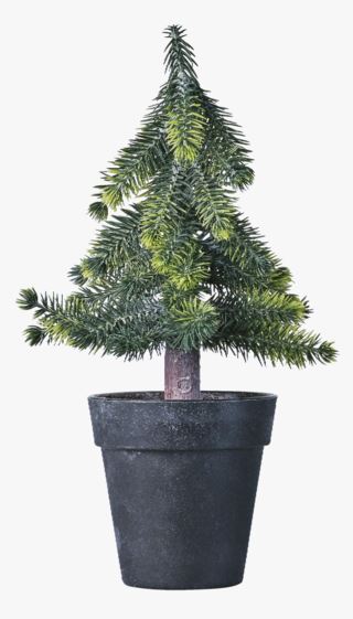 Skaugur julgran grön