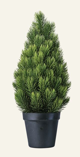 Bush julgran grön