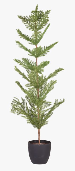 Foresta julgran grön