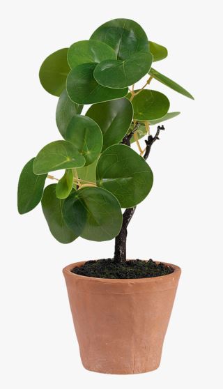 Pilea växt grön