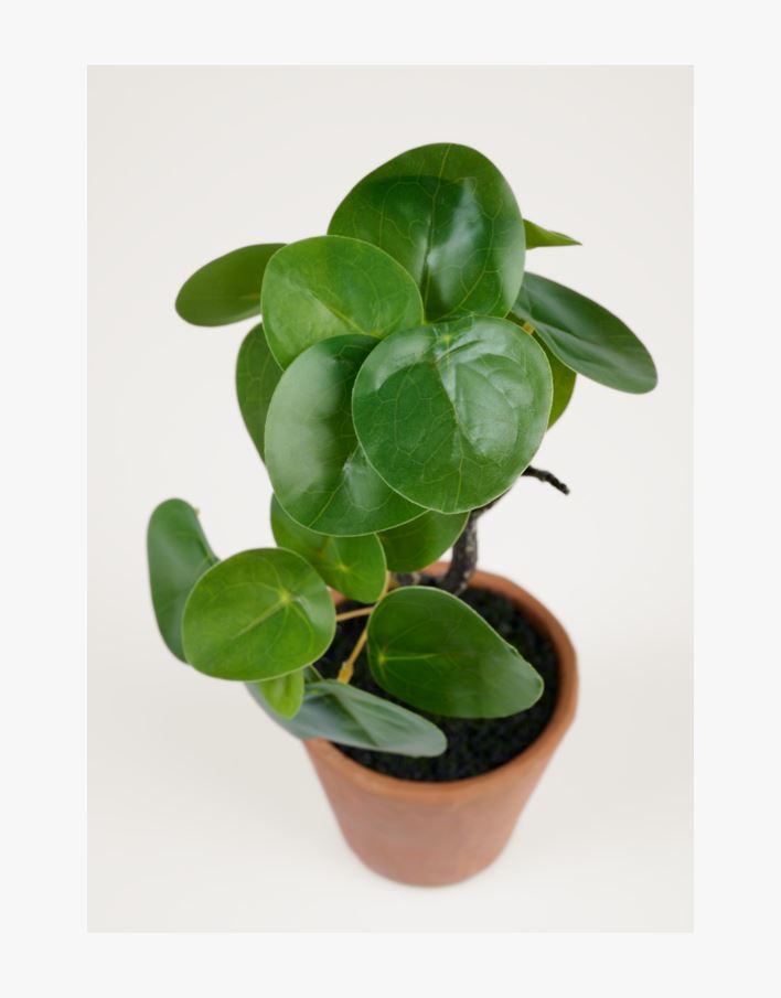 Växt grön - 10x10x25 cm grön - 1