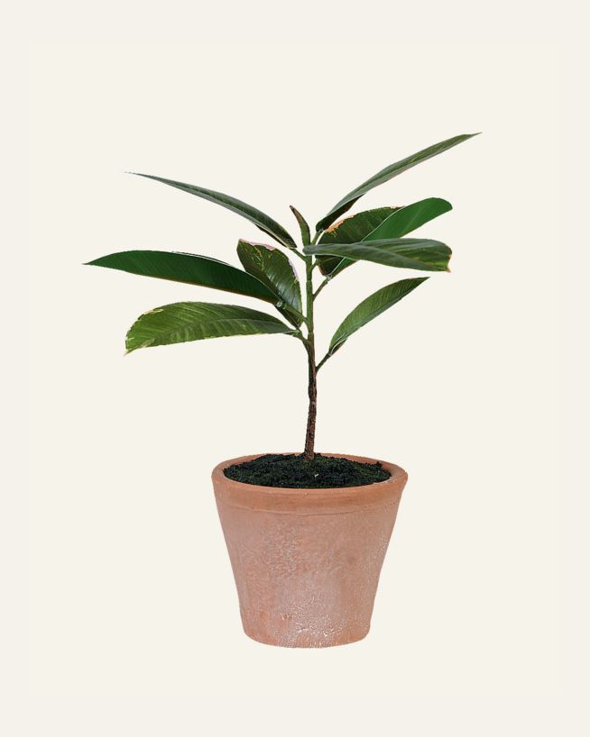 Konstgjord växt grön - 10x10x25 cm grön - 1