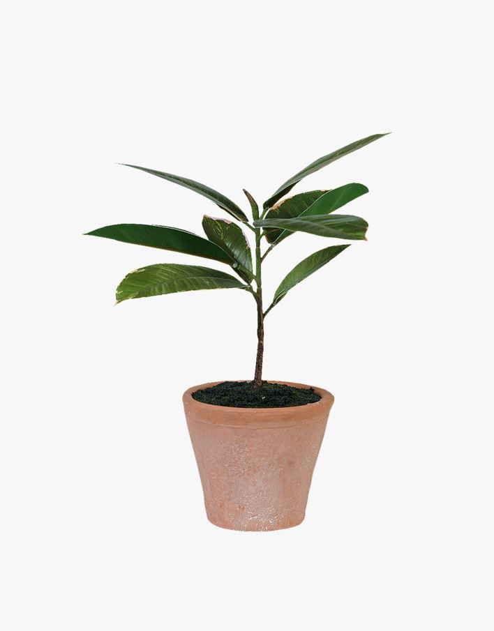 Växt grön - 10x10x25 cm grön - 1