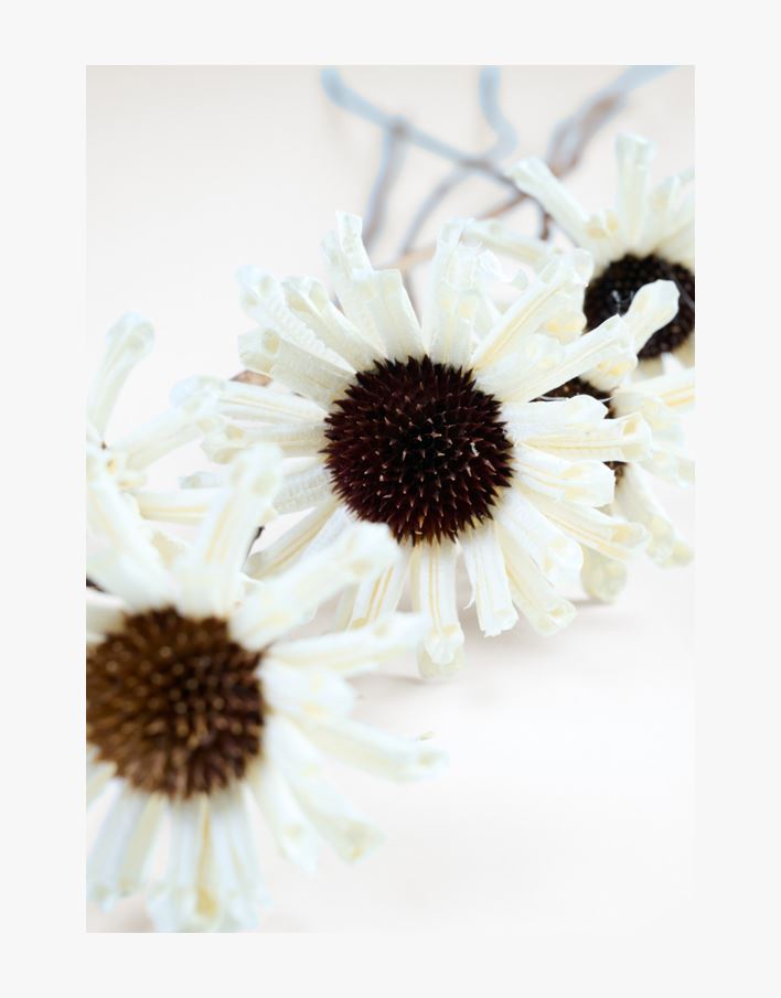Torkade blommor vit - 74 cm vit - 1