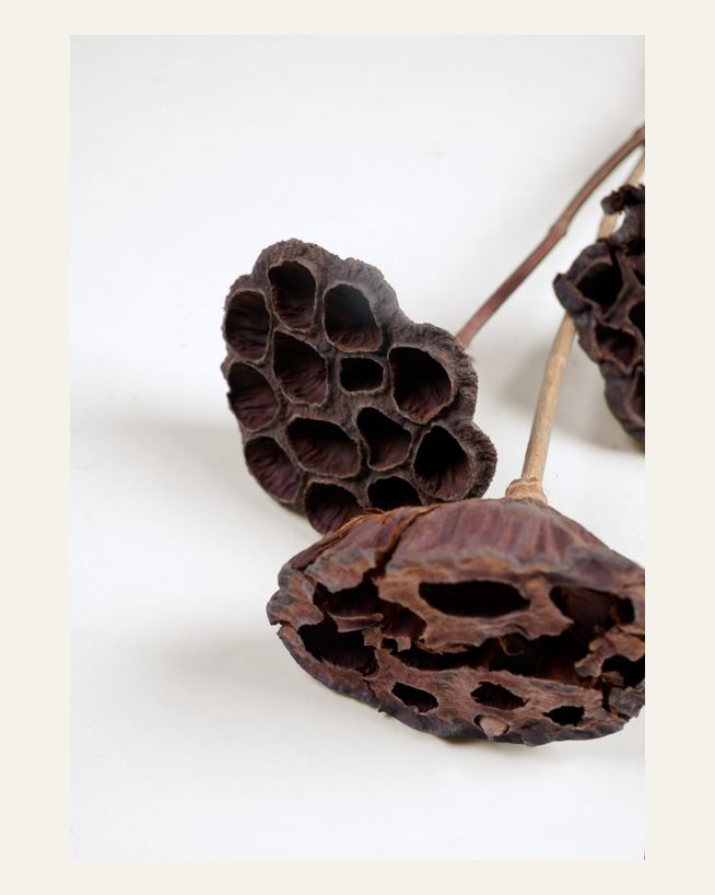 Torkade blommor natur - 60 cm natur - 1