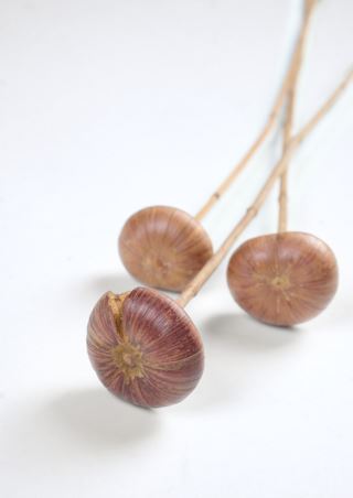 Mushroom torkade blommor natur