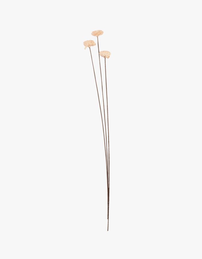 Torkade blommor pastellgul - 60 cm pastellgul - 1