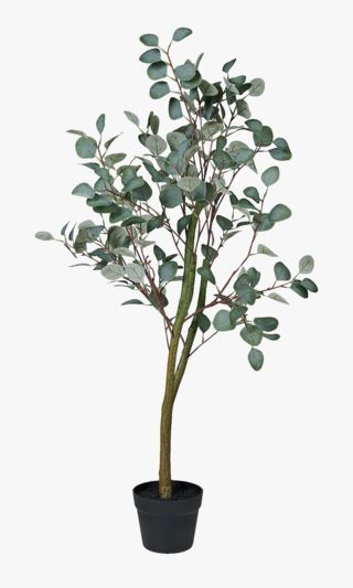 Läs mer om Eucalyptus tree växt grön