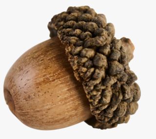hemtex Natural acorn dekoration brun