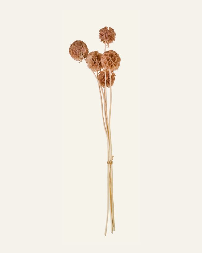 Torkade blommor brun - 30 cm brun - 1