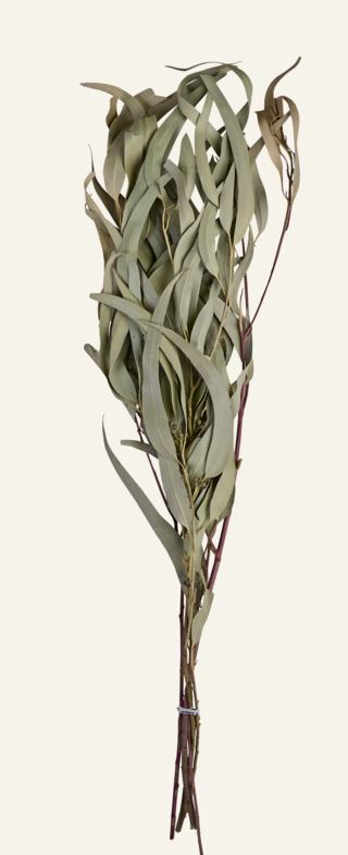 Eucalyptus dried kvist havsgräs