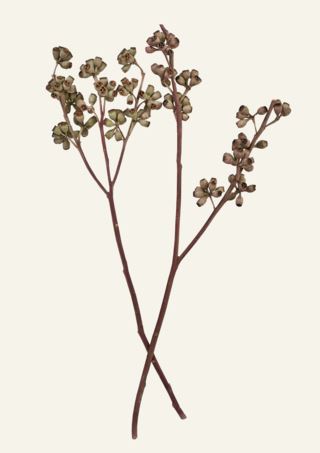 Eucalyptus globulus bukett natur