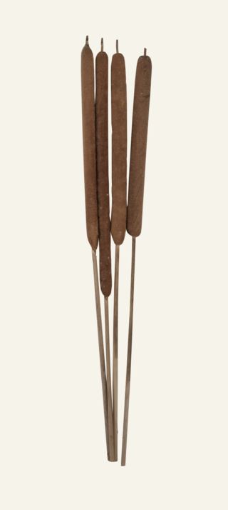 Cattail bukett natur