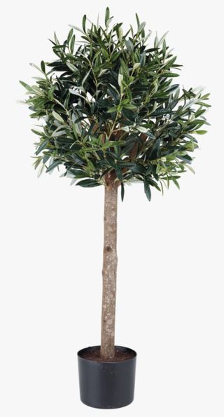 hemtex Olivträd stor växt grön