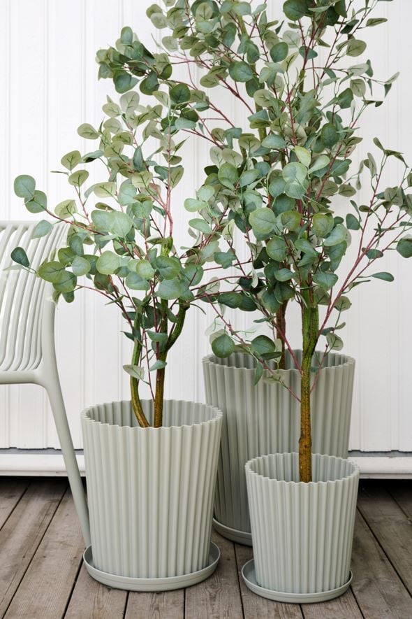 Utekruka grågön - 2