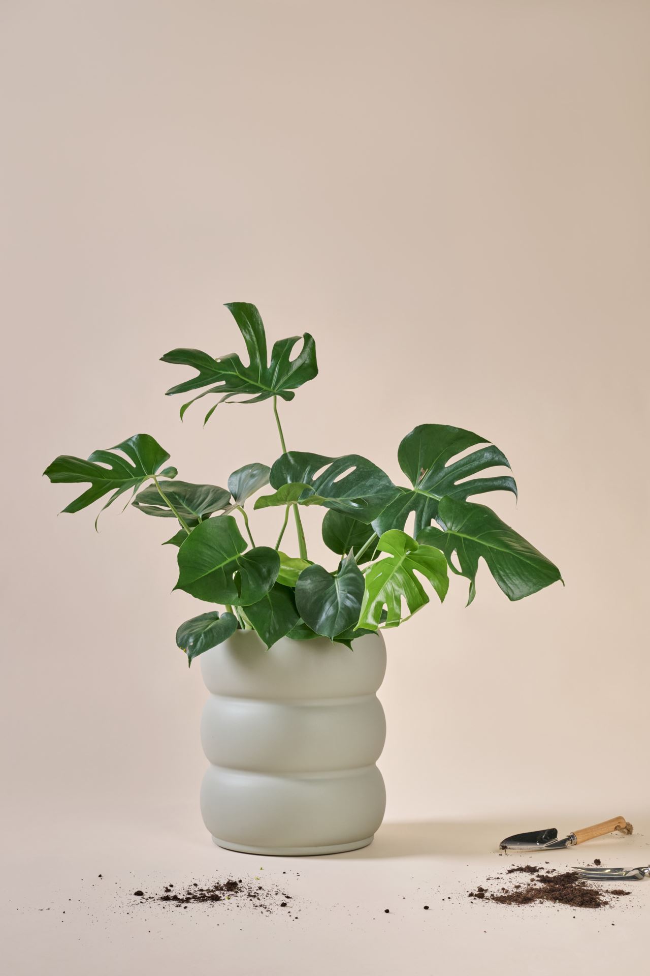 Utekruka grågön - 3