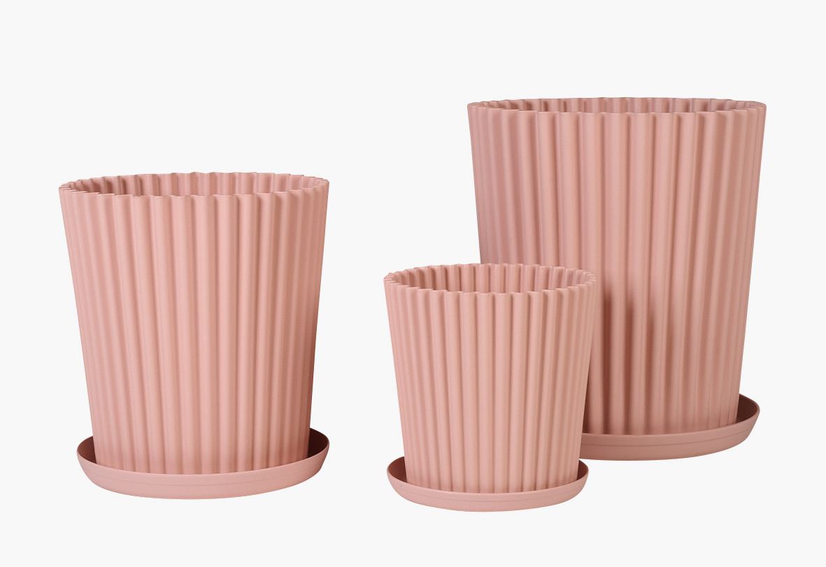 Utekruka puderrosa - 4