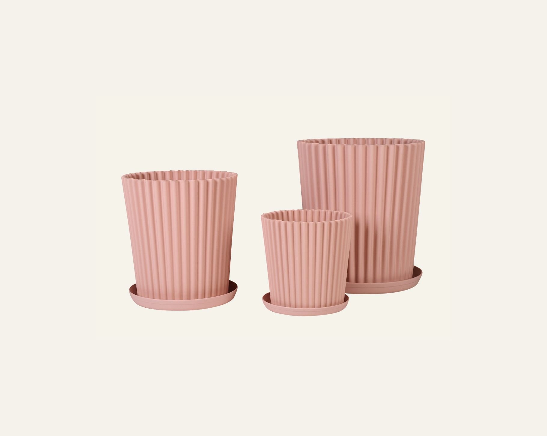 Utekruka puderrosa - 4