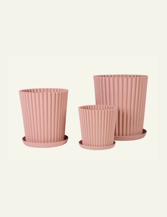 Utekruka puderrosa - 4