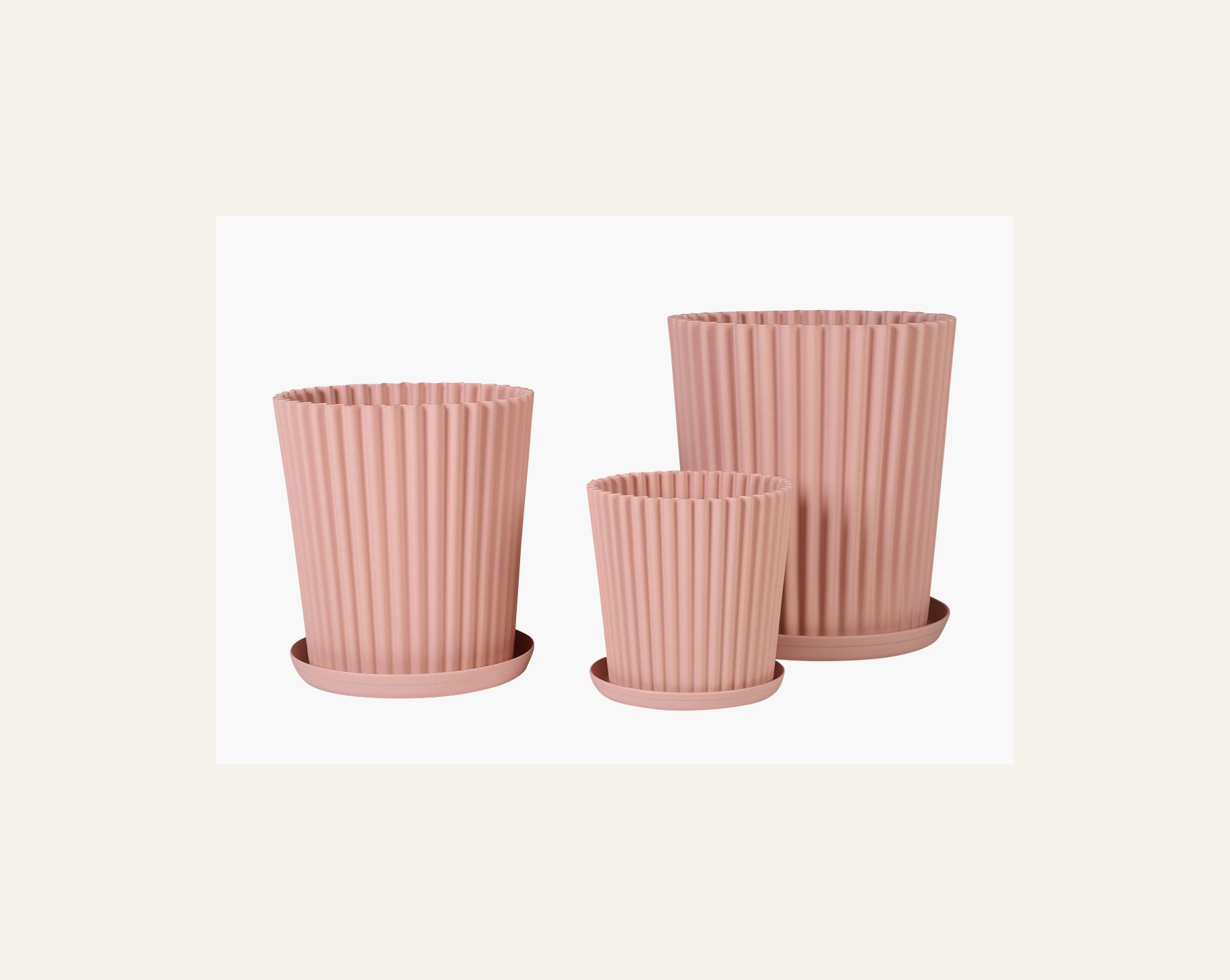 Utekruka puderrosa - 4