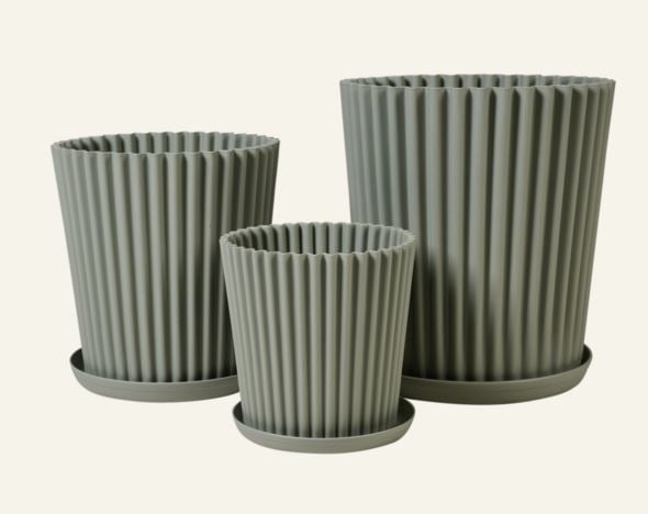 Utekruka grågön - 4